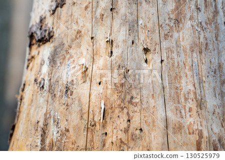 Signs of bark beetle activity on dead spruce trunk showing insect galleries and wood damage in forest. 130525979