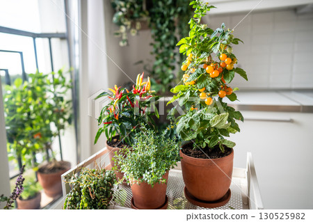 Homegrown of cherry yellow tomato, red hot pepper chili, thyme in clay pot growing at home, closeup Homegrown of cherry yellow tomato, red hot pepper chili, thyme in clay pot growing at home, closeup 130525982
