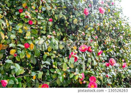Camellia bush with glossy green leaves and red blossoms in various stages of bloom Camellia bush with glossy green leaves and red blossoms in various stages of bloom 130526263