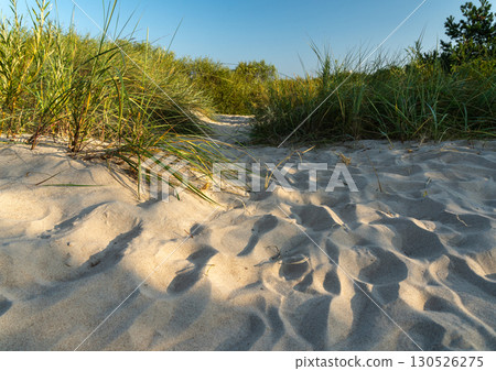 White soft sand on Baltic Sea beach with bright dunes and patches of coastal grass White soft sand on Baltic Sea beach with bright dunes and patches of coastal grass 130526275