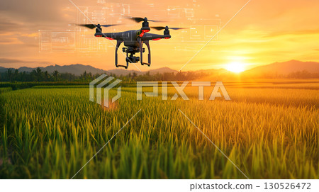 A drone flying above green rice fields during sunset, scanning crops with AI technology. Perfect for agriculture, smart farming, and tech applications. 130526472