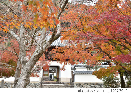 Kotosaka Maple Trees at Uji Koshoji Temple (Uji City, Kyoto Prefecture) 130527041