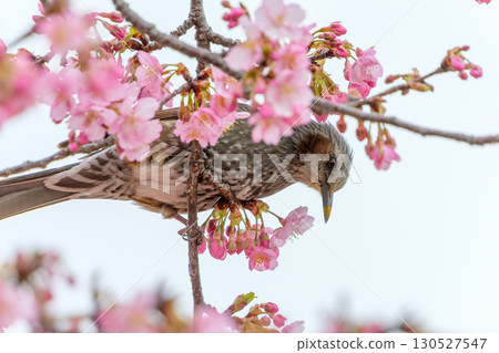 A brown-eared bulbul comes to drink nectar from the pink cherry blossoms 130527547