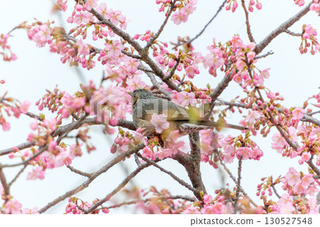A brown-eared bulbul standing on a pink cherry blossom branch 130527548