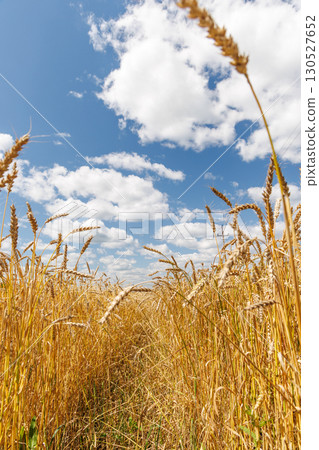 Golden rye field swaying gently under the sun Golden rye field swaying gently under the sun 130527652