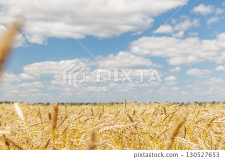 Golden rye field swaying gently under the sun 130527653