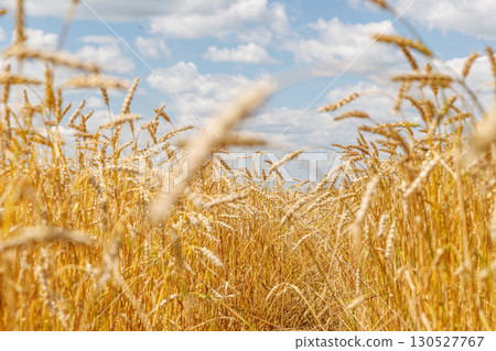 Golden rye field swaying gently under the sun Golden rye field swaying gently under the sun 130527767