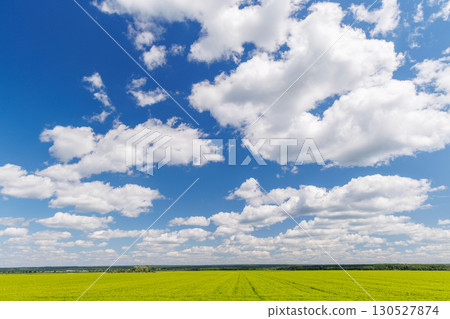 Wide green field under a sunny sky with scattered white clouds 130527874