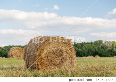 Hay rolls in a golden field 130527882