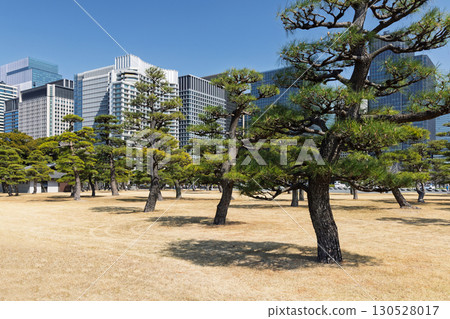 A serene view of the fir tree garden near Tokyo Imperial Palace 130528017