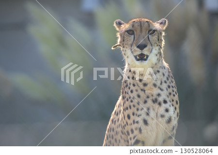 A cheetah probably asking, "How long will this heat last?" 130528064