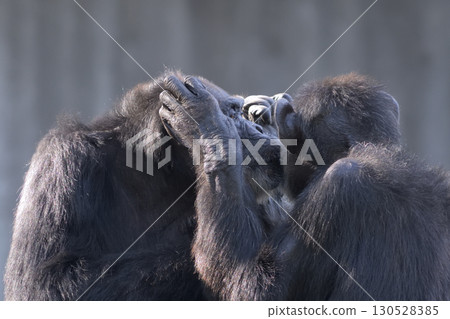 黑猩猩在某人耳邊低語秘密 130528385