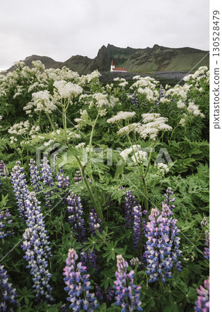 Scenic View Of Vikurkirkja Church With Blooming Meadow in the Vik Town, Iceland Scenic View Of Vikurkirkja Church With Blooming Meadow in the Vik Town, Iceland 130528479