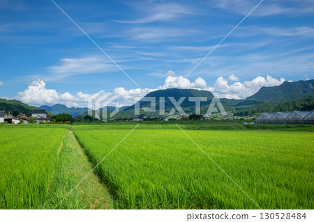Rice paddies and Mount Mannen in the Kusu Basin 130528484