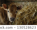 A detailed close up of a calf curiously looking directly at the camera. AI-generated content. 130528623