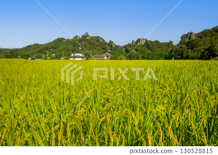 Rice ears at Tasomeso 130528815