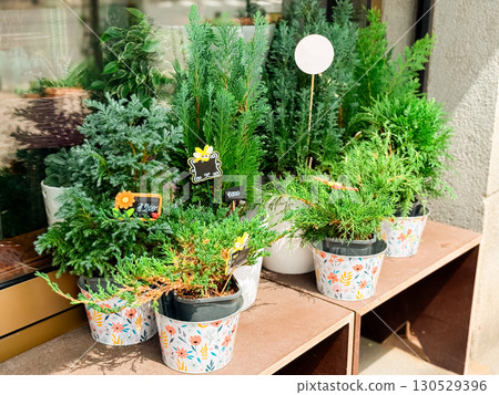 Potted evergreen plants with decorative price tags displayed in outdoor flower shop. Gardening, horticulture, and ornamental vegetation commerce in seasonal urban retail. Potted evergreen plants with decorative price tags displayed in outdoor flower shop. Gardening, horticulture, and ornamental vegetation commerce in seasonal urban retail. 130529396