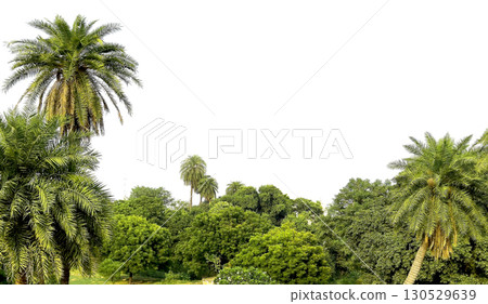 Tropical jungle with lush green foliage and dense palm trees. Vibrant park with abundant vegetation, Tropical jungle with lush green foliage and dense palm trees. Vibrant park with abundant vegetation, 130529639