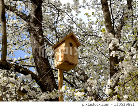 Wooden birdhouse mounted on a tree trunk among blooming white spring flowers. The scene is bathed in 130529651