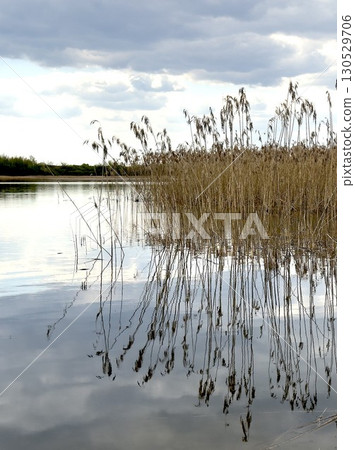 Delicate vertical reeds rise from a tranquil lakeshore, their slender stalks mirrored perfectly in Delicate vertical reeds rise from a tranquil lakeshore, their slender stalks mirrored perfectly in 130529706