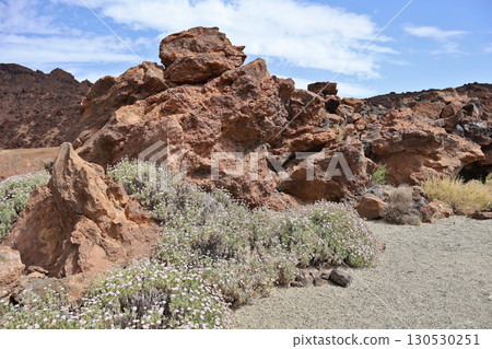 Volcanic rock formations with wildflowers in Teide National Park, Tenerife, Canary Islands 130530251