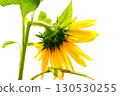 Sunflower flower isolated on white background 130530255