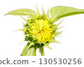 Sunflower flower isolated on white background 130530256