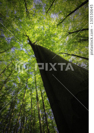 Looking Up at a Tree Looking Up at a Tree 130530645