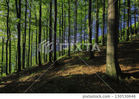 Forest on a Slope 130530646