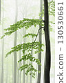 Tree in Misty Forest 130530661