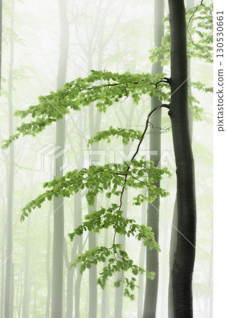 Tree in Misty Forest Tree in Misty Forest 130530661