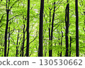 Forest Trees in Fog 130530662