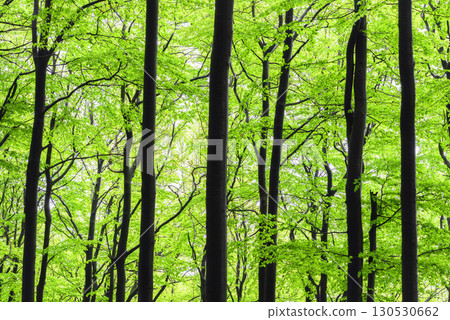 Forest Trees in Fog 130530662