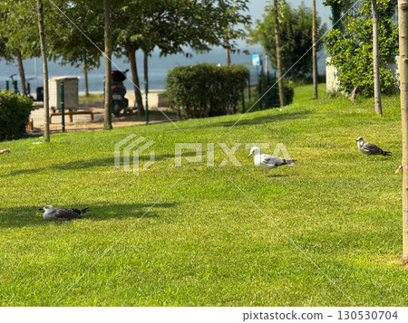 Seagulls standing and resting on grass in park with trees and sea in background. Wildlife, coexistence, and natural presence in urban environment and daily life. 130530704