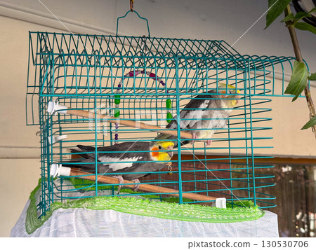 Two cockatiel parrots inside a cage with perches and colorful toys. Pet life, domestic birds and companionship in everyday lifestyle and animal care. 130530706