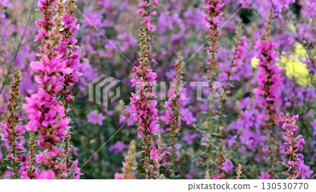 Vibrant purple lavender flowers Vibrant purple lavender flowers 130530770