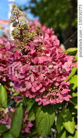 Pink and white hydrangea flowers in full bloom Pink and white hydrangea flowers in full bloom 130530773