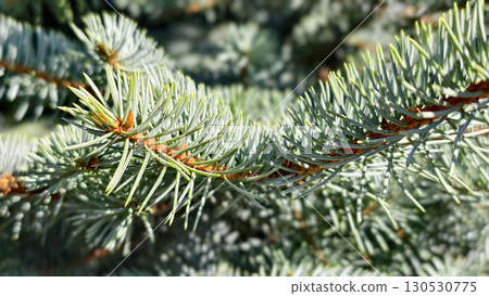 Macro green pine needles on a tree branch Macro green pine needles on a tree branch 130530775