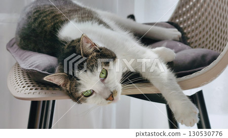 A cute feline with striking green eyes rests on chair A cute feline with striking green eyes rests on chair 130530776