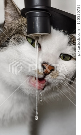 Cat is drinking water from a tap Cat is drinking water from a tap 130530785