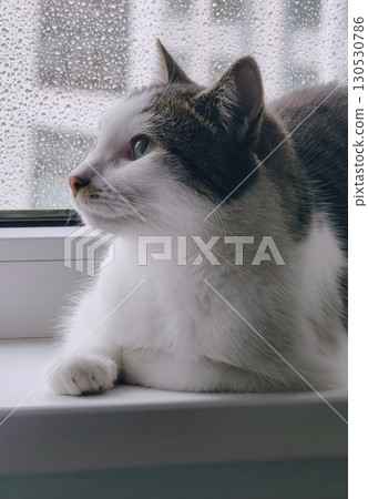 Cat with green eyes looking out a rainy window Cat with green eyes looking out a rainy window 130530786