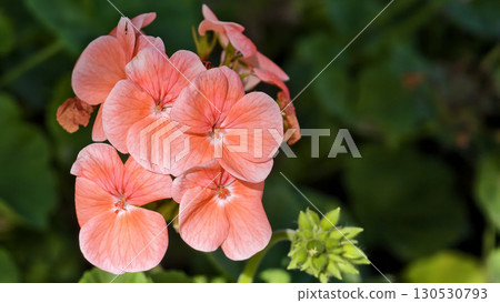 Vibrant salmon-pink petals of the Avantii Salmon Vibrant salmon-pink petals of the Avantii Salmon 130530793