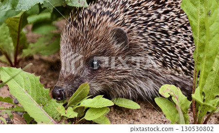 Cute hedgehog with spines 130530802