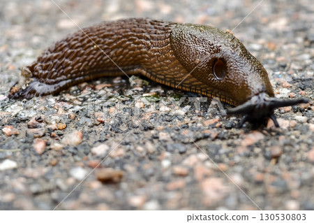Spanish slug Arion lusitanicus 130530803