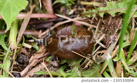 Spanish slug Arion lusitanicus 130530804