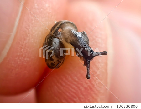 Small snail with a spiral shell on a human hand Small snail with a spiral shell on a human hand 130530806