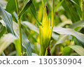 Ripe corn cob detail on sunset field 130530904