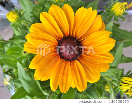 Black Eyed Susan (Rudbeckia Hirta) flower in the garden 130530973