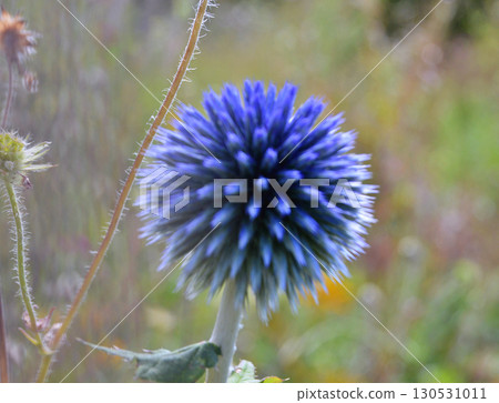 Echinops or Globe Thistle flowers in the garden 130531011