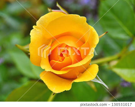 Flowers in the garden during spring. Nature background 130531017